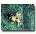 Acaracides