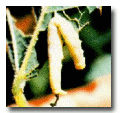 Biological Pesticides