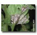 Fungicides, Fungicides For Trees, Lawn Fungicides, Organic Fungicides, Natural Fungicides, Corn Fungicides, Fungicides For Tomatoes, Garden Fungicides, Greenhouse Fungicides, Tomato Fungicides, Tomato Plant Fungicides, Wheat Foliar Fungicides