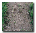 Herbicides, Organic Herbicides, Sweet Corn Herbicides, Best Weed Killer Herbicides, Natural Herbicides, Asparagras, Erbicides, Herbicides And Insecticides, Herbicides For Strawberries, Herbicides For Weeds, Corn Herbicides, Grass Herbicides, Herbicides Corn, Weed Killers, Natural Weed Killers, Best Weed Killers, Safe Natural Weed Killers, Lawn Weed Killers, Non Toxic Weed Killers, Non-Toxic Weed Killers, Nontoxic Weed Killers