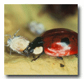 Insect Predators