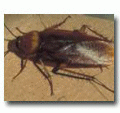 Pest Control Products, Professional Pest Control Products