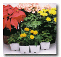 Plant Growth Regulators, Plant Growth Regulator