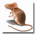Rodenticides & Pest Control Products 