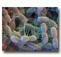 Soil Microbe Inoculants 