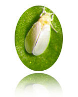 Crop Protection, Crop Protection Products, Insecticides, Garden Insecticides, Nematicide, Fungicides, Garden Fungicides, Fungicides For Trees, Plant Growth Regulators, Herbicides, Natural Herbicides, Weed Killers, Safe Natural Weed Killers, Pest Control Products, Fertiliser, Slow Release Fertiliser, Vine Fertiliser, Agricultural Spray Equipment, Chemical Spray Equipment, Garden Spray Equipment, Pest Control Spray Equipment, Rodenticides, Dispensing Equipment, Chemical Dispensing Equipment